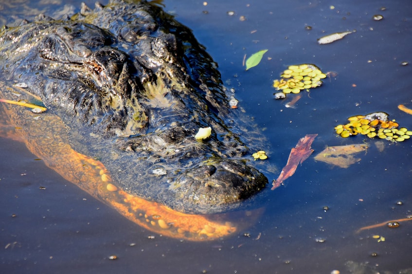 Close-up of an alligator in Lafitte