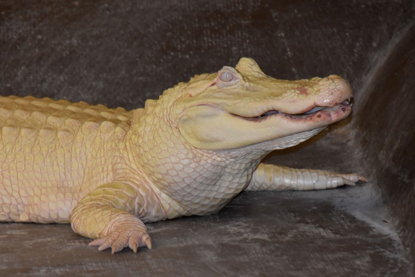 Albino alligator at a swamp in Lafitte