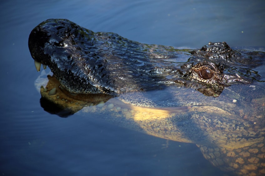 Airboat Adventures: Airboat Swamp Tour