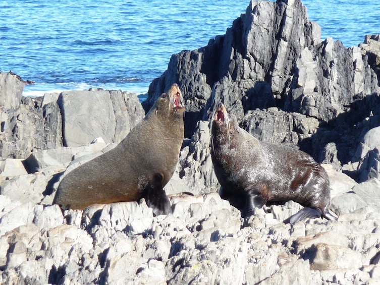 Show item 1 of 6. Two seals in Wellington