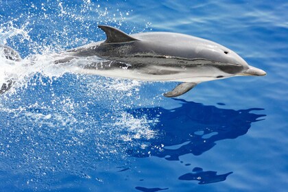 Genua: Walbeobachtungskreuzfahrt mit Meeresbiologen-Guide