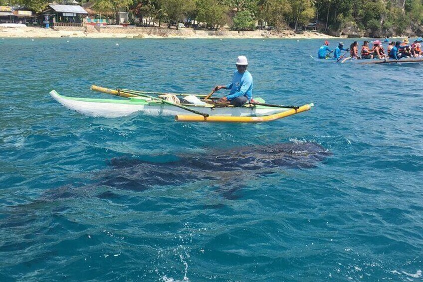 Bohol Whalesharks Interaction with Panglao Island Half Day Land Tour