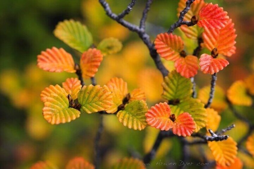 Nothofagis Gunnii detail Tasmania by Arwen Dwyer