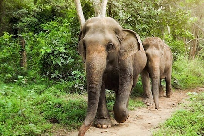 Private Tour to Kanchanaburi Death Railway and Elephant Haven