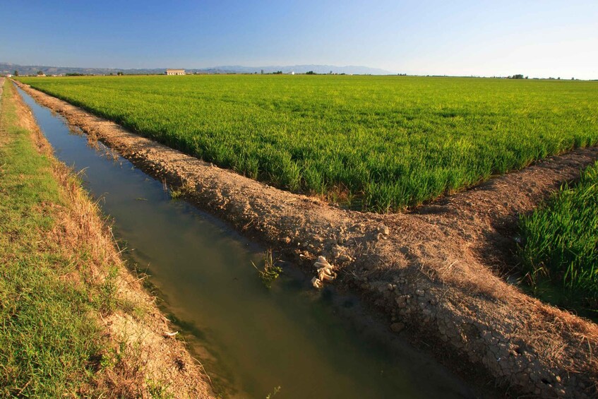 Picture 13 for Activity From Costa Dorada: Peñíscola and Ebro Delta Sightseeing Tour