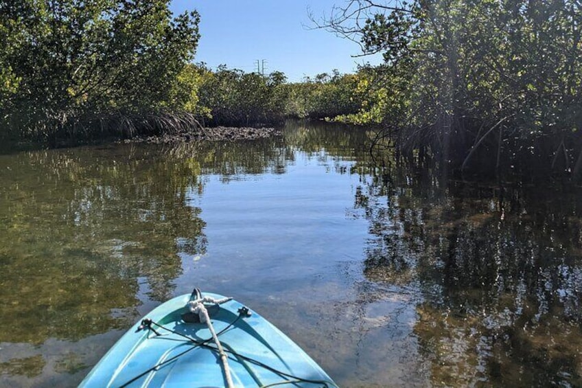 2 Hours Kayak Eco Tour in Tarpon Springs