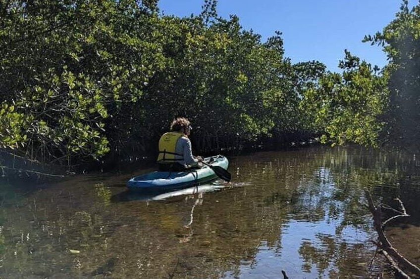 2 Hours Kayak Eco Tour in Tarpon Springs