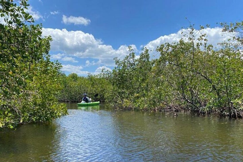 2 Hours Kayak Eco Tour in Tarpon Springs