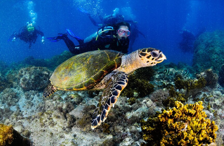 Scuba diving in Arraial do Cabo