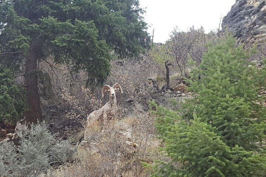 Big Horn Sheep Salmon, ID
