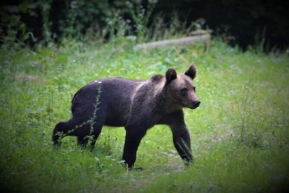 Small-Group Wild Bear Observatory Watching Tour from Brasov