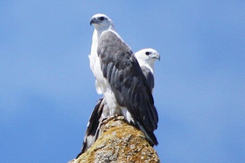 View the majestic wildlife at Ile Des Phoques and Maria Island such as White Bellied Sea Eagles