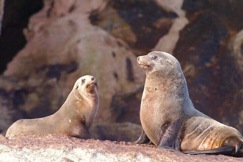 Visit the breeding fur seal colony at Ile Des Phoques