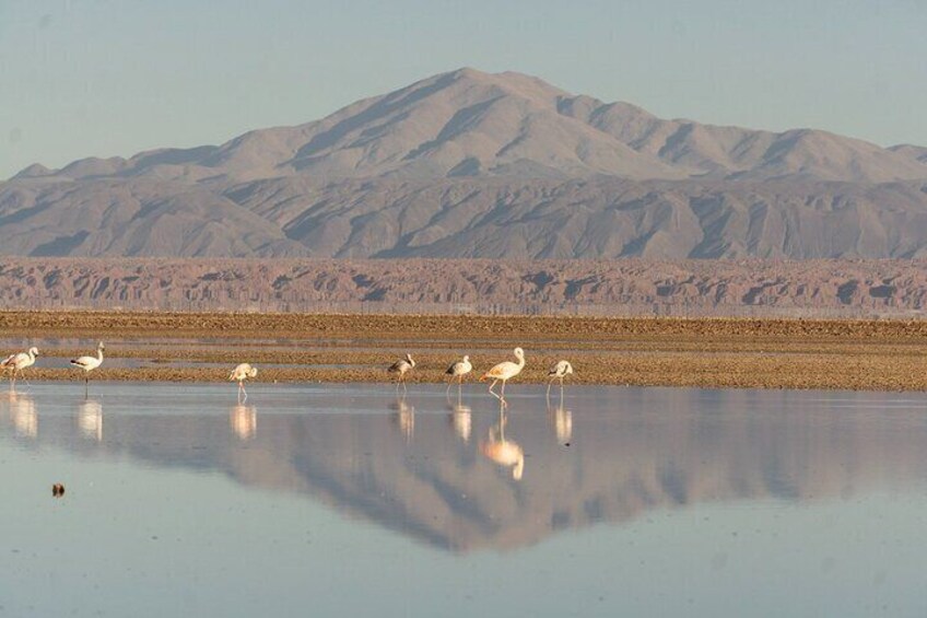 Full day tour of Altiplanic Lagoons in Atacama