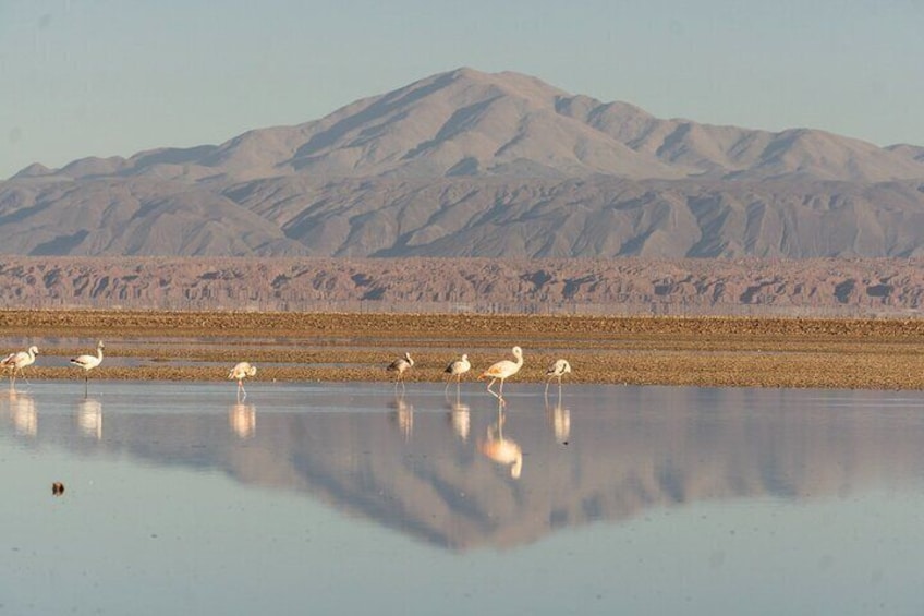 Full day tour of Altiplanic Lagoons in Atacama