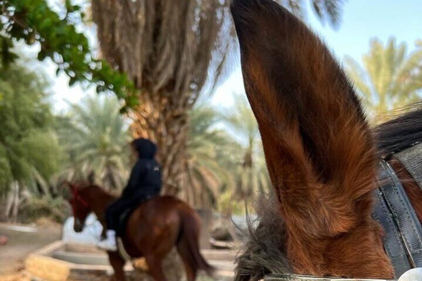 Horse Riding through Farm in Madinah