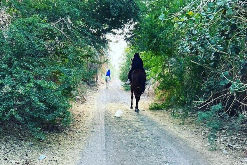 Horse Riding through Farm in Madinah