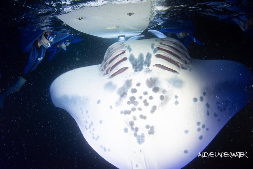 Evening Manta Snorkel Adventure