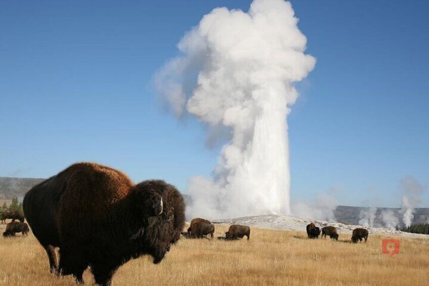 Yellowstone and Grand Teton Audio Driving Tour