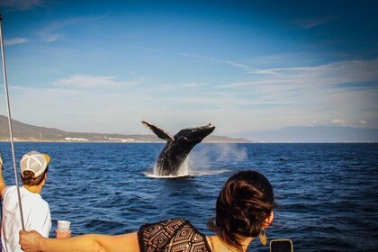 Ultimate Whale Watching Experience All-Inclusive