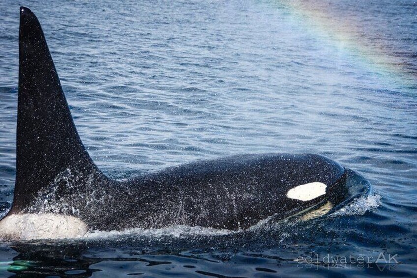 Alaska Wildlife Tour in Kachemak Bay