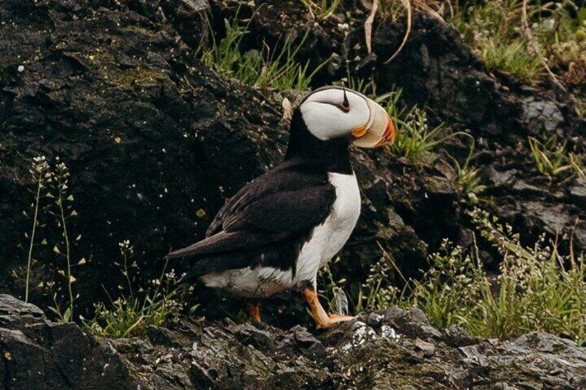 Alaska Wildlife Tour in Kachemak Bay