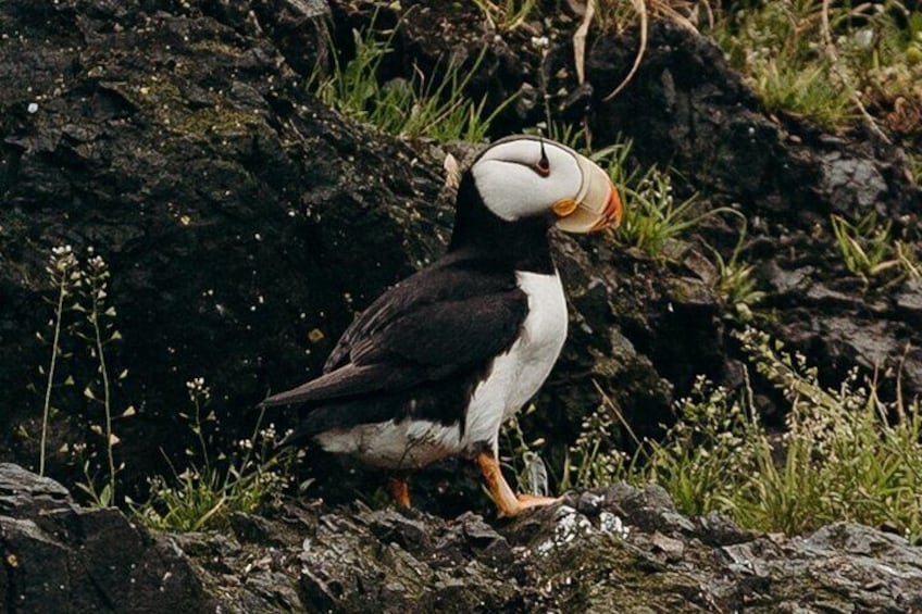 Alaska Wildlife Tour in Kachemak Bay