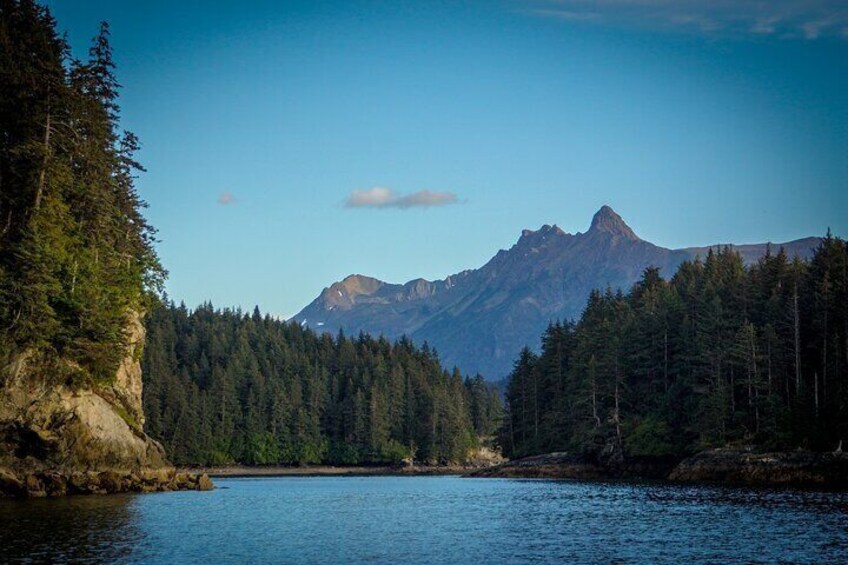 Alaska Wildlife Tour in Kachemak Bay