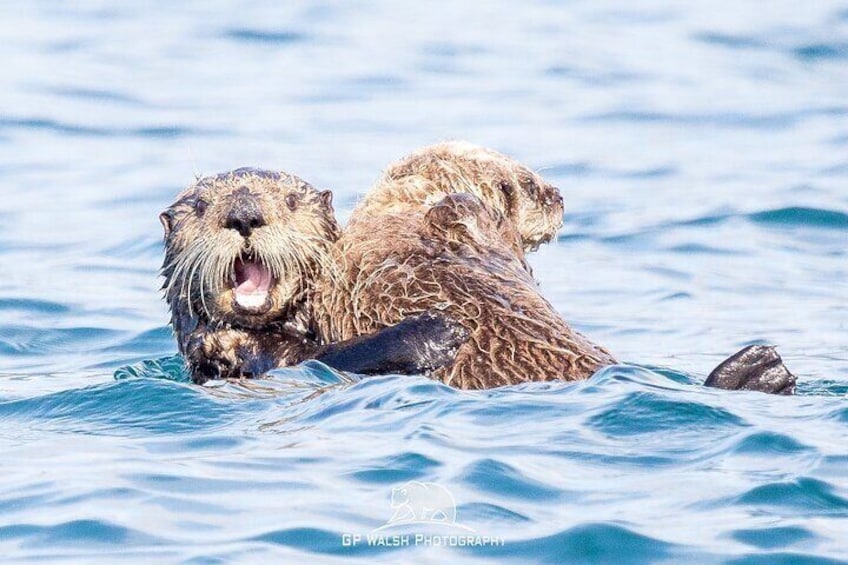 Alaska Wildlife Tour in Kachemak Bay