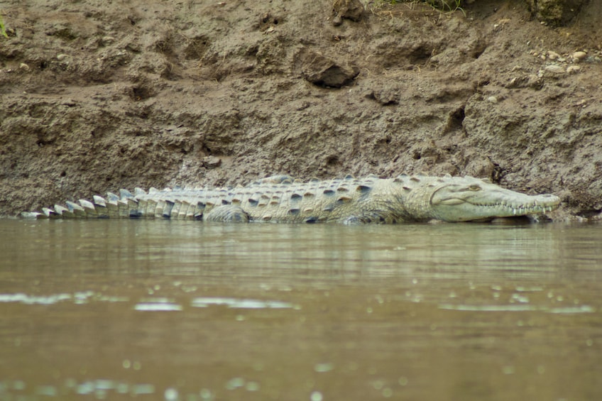 Alligator in San Jose