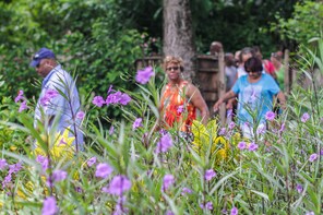 Local Green Market Plantation Tour