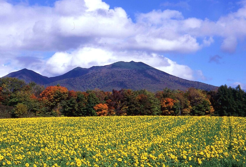Furano and Biei Private Day Tour