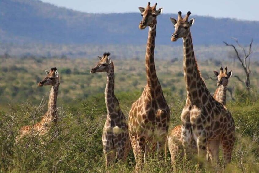 Pilanesberg National Park Full Day Guided Tour( Safari Experience)