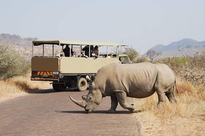 Pilanesberg National Park Full Day Guided Tour( Safari Experience)