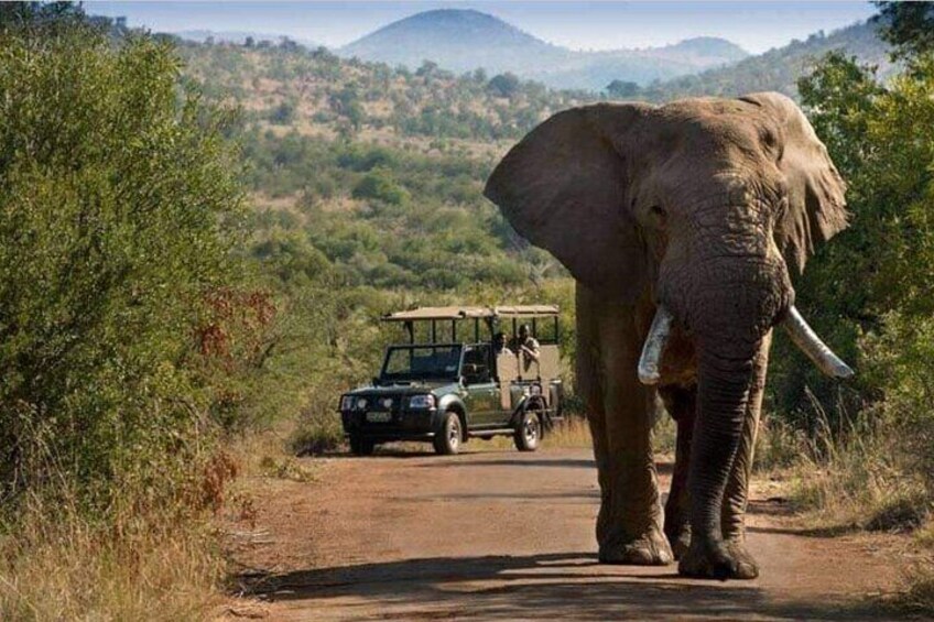 Pilanesberg National Park Full Day Guided Tour( Safari Experience)