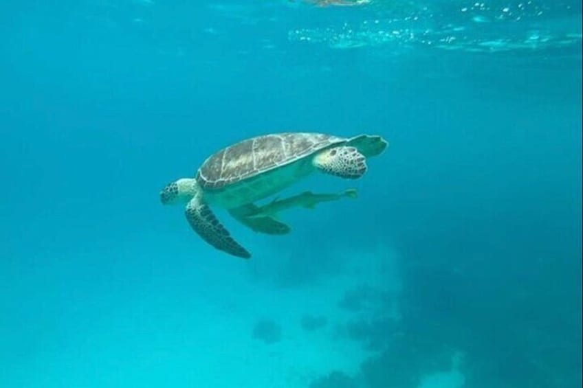 Snorkeling with Sea Scooters and Sea Adventure