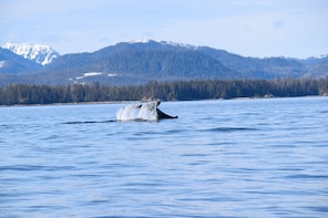 Sitka's Best Whale Watching & Marine Wildlife Tour