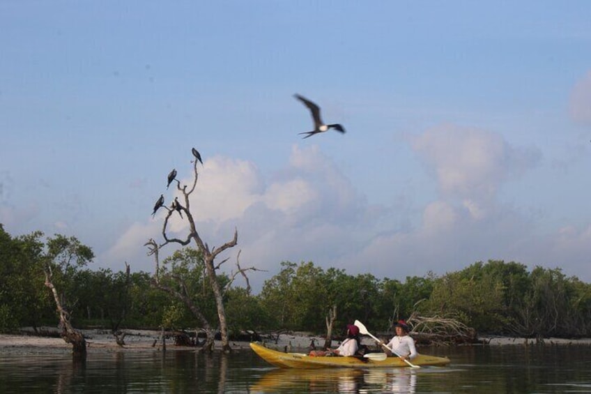 Kayak Mangroves Sunrise Experience 