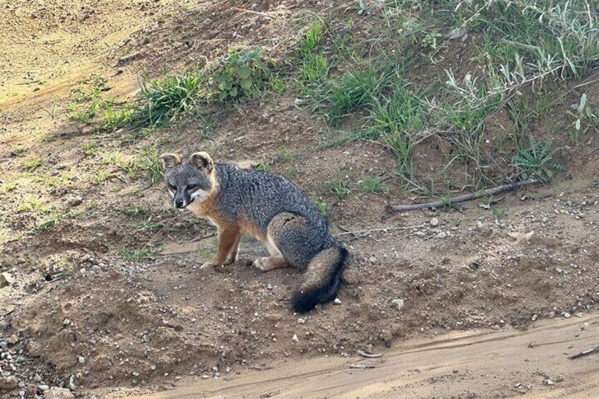 2 hour Inside Adventure Tour on Catalina Island