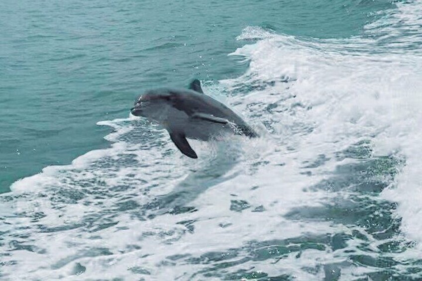 Watch the wild dolphins up close!