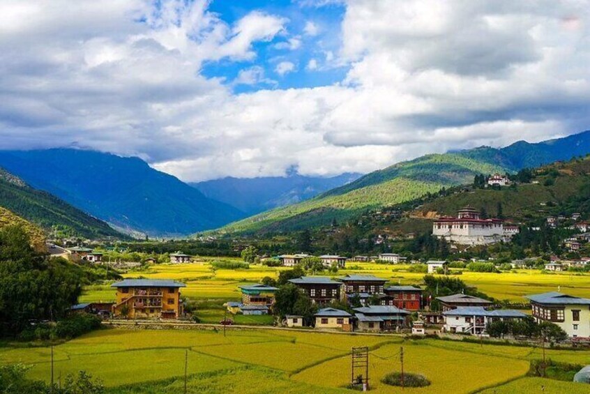 Rice fields in Paro valley, western Bhutan