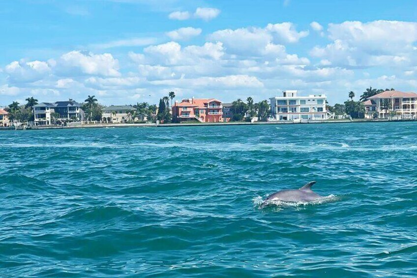 2-Hour Dolphin Watching Tour in Florida