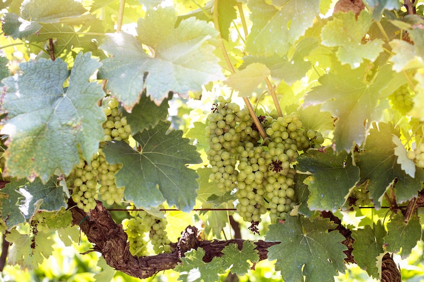 Wine tasting in Roshnik Village -Small group