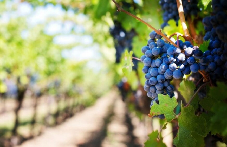 Wine tasting in Roshnik Village -Small group