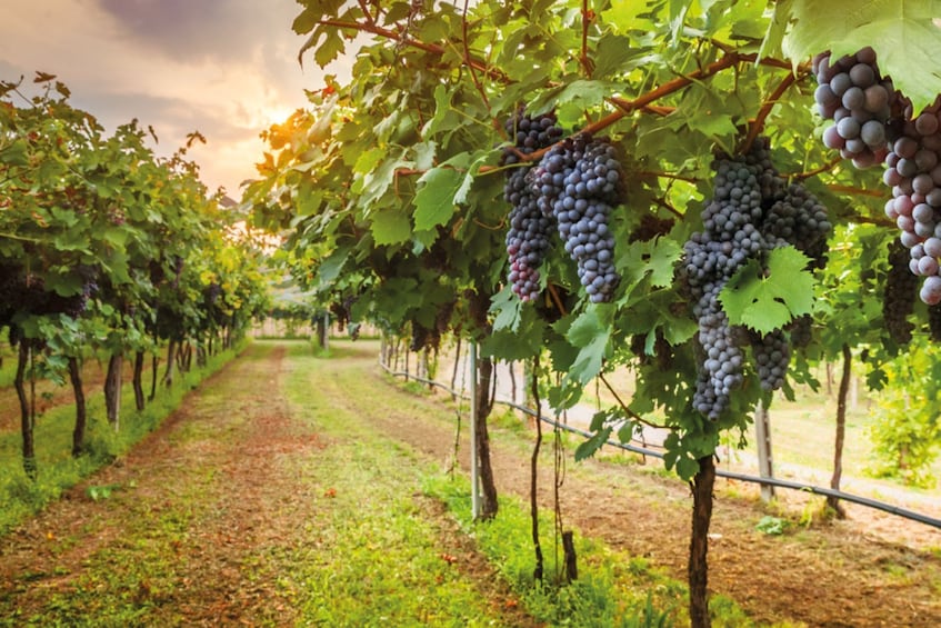 Wine tasting in Roshnik Village -Small group