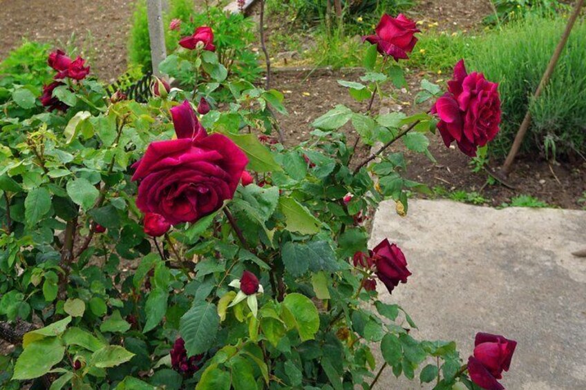 Best of the Rose Festival in Bulgaria