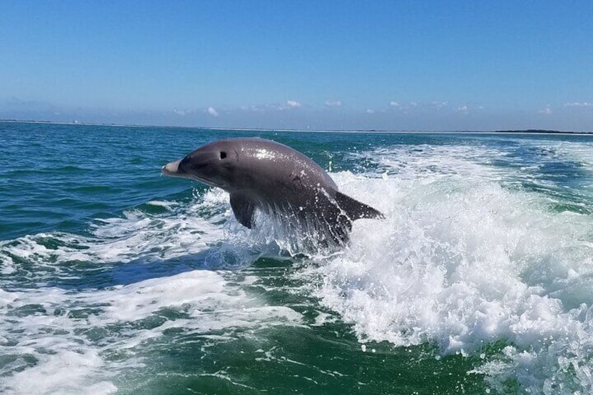 Whoa! Dolphins are so close!