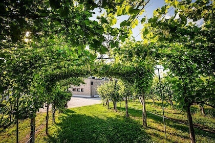 Guided Tour and wine tasting 5 wines to discover the Conegliano Valdobbiade...