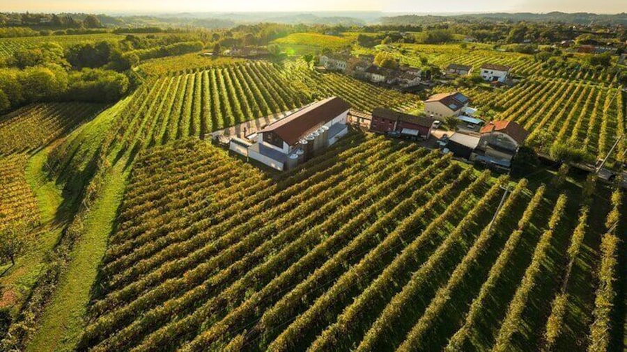 Guided Tour and wine tasting 5 wines to discover the Conegliano Valdobbiadene
