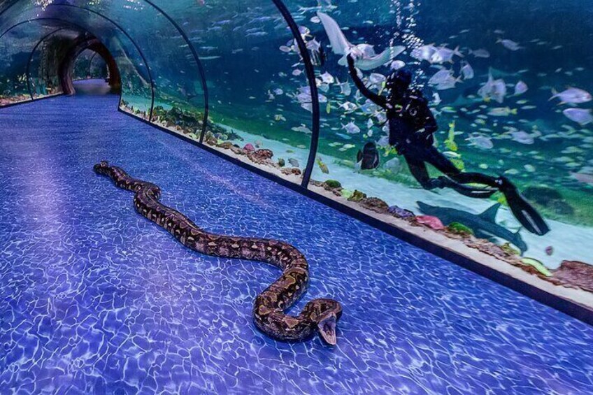 The National Aquarium Abu Dhabi Ticket